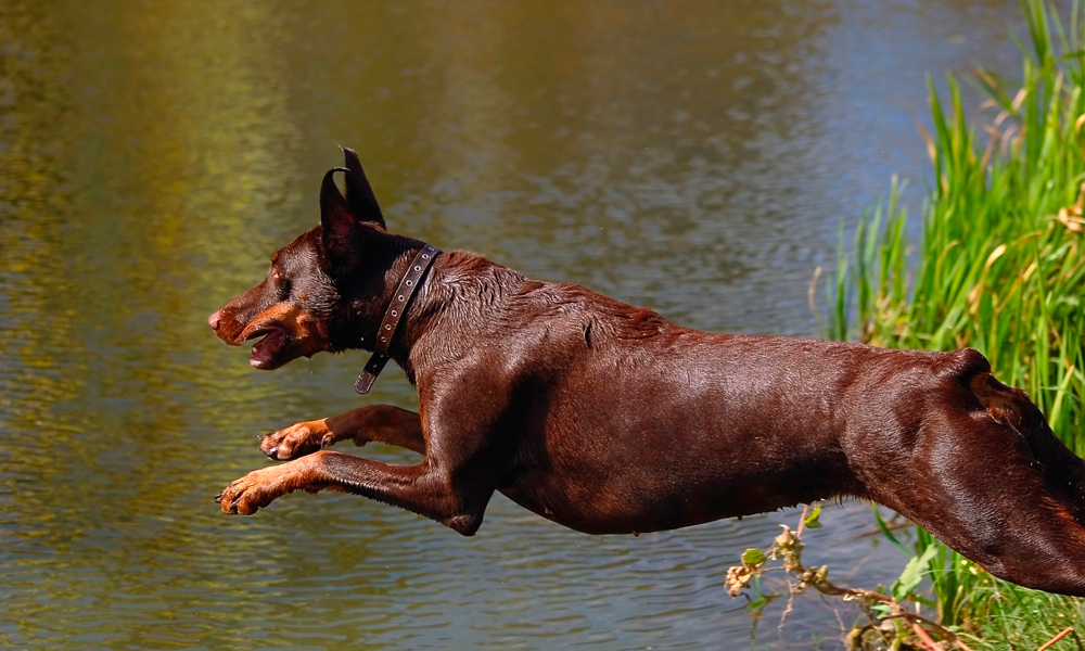 Perro saltando en río