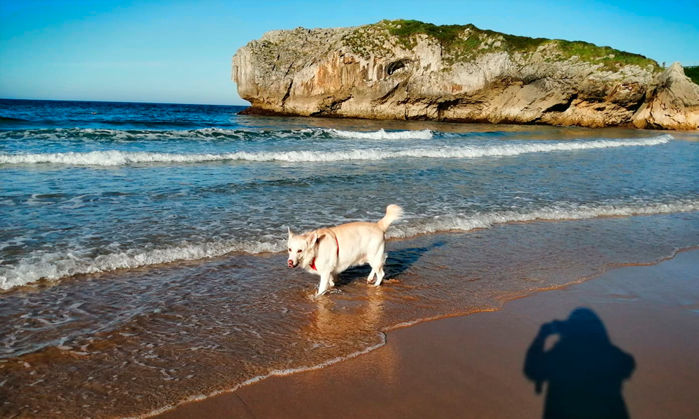 Playa con perro