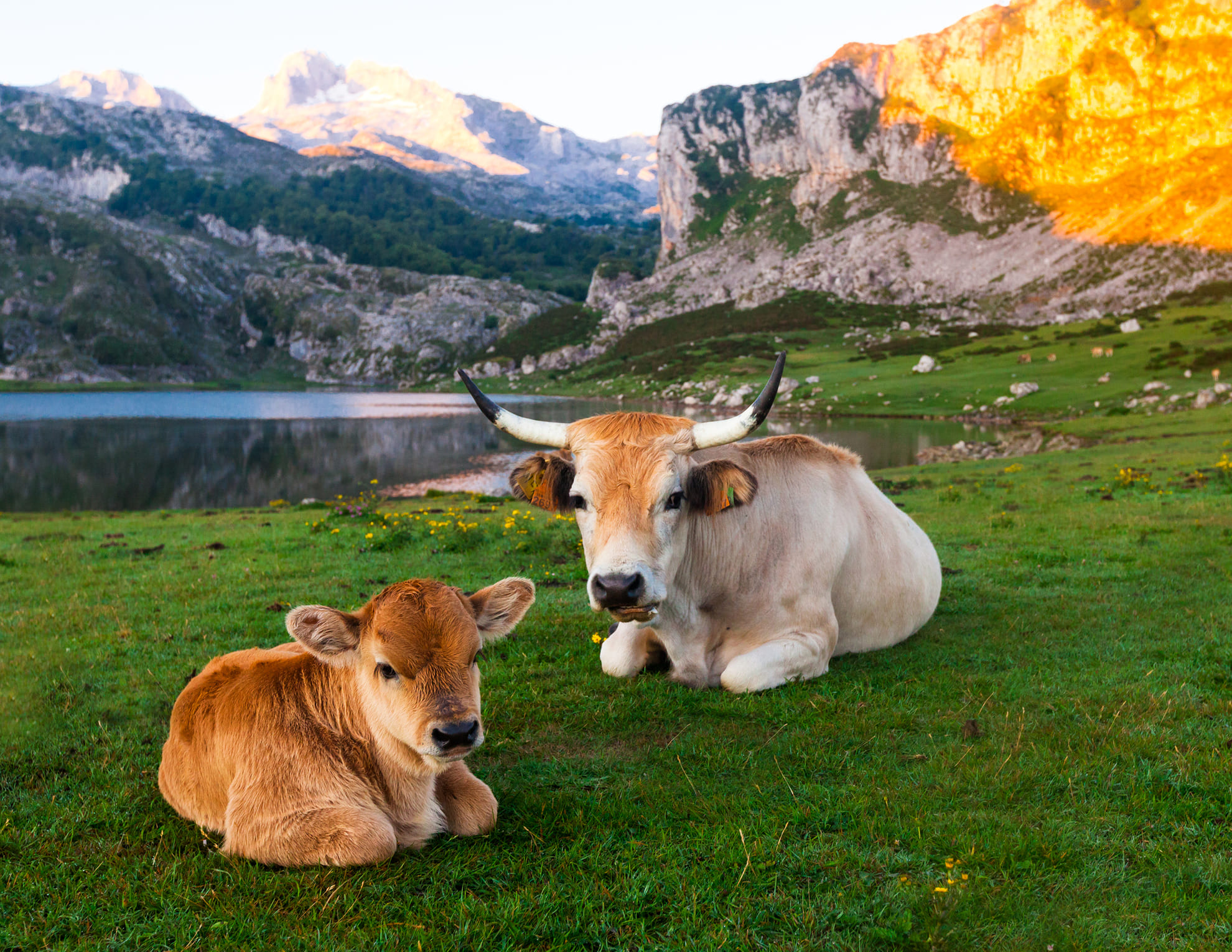 Vacas de Asturias - Hotel Mirador del Sella
